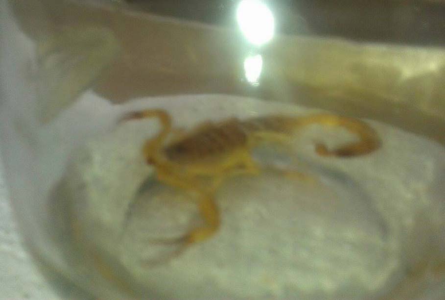 Escorpiões são ameaça em praticamente todos os bairros de lorena Escorpiões São Ameaça Em Praticamente Todos Os Bairros De Lorena