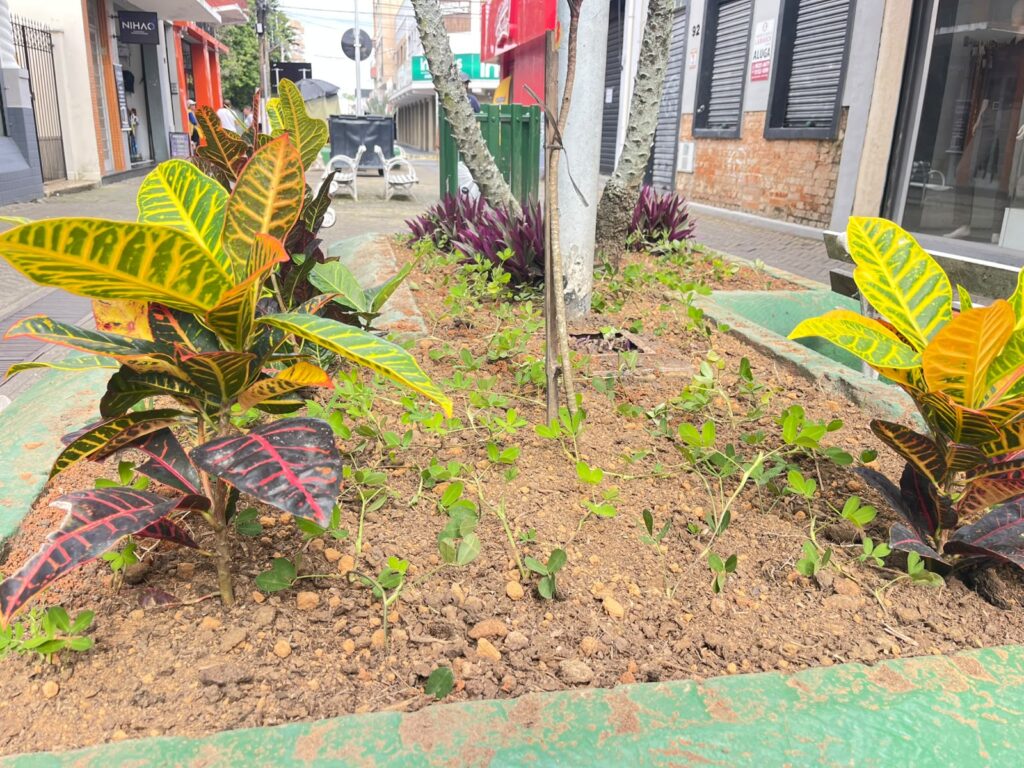 Iniciada Revitalização Do Calçadão Prefeito Arthur Ballerini
